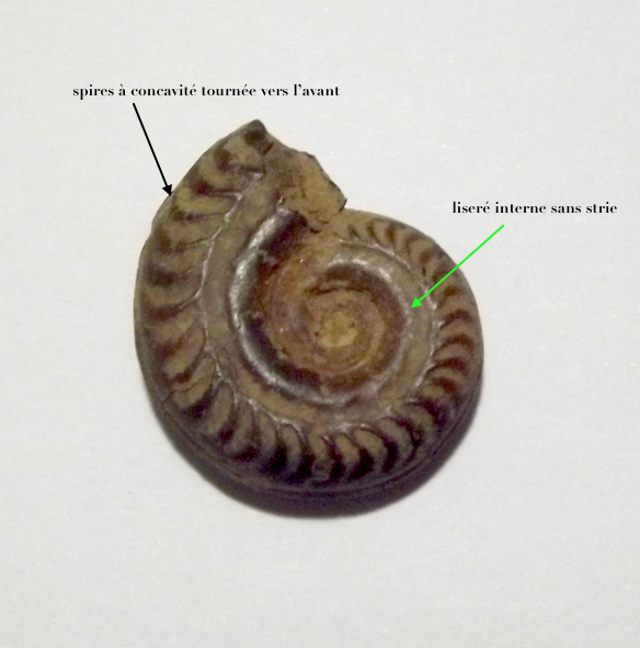 Ammonite gvs annote e