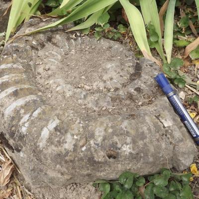 Ammonite madeleine